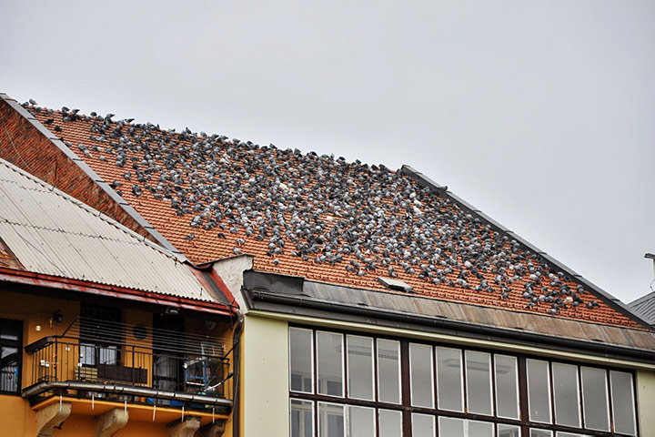 A2B Pest Control are able to install spikes to deter birds from roofs in Canning Town. 