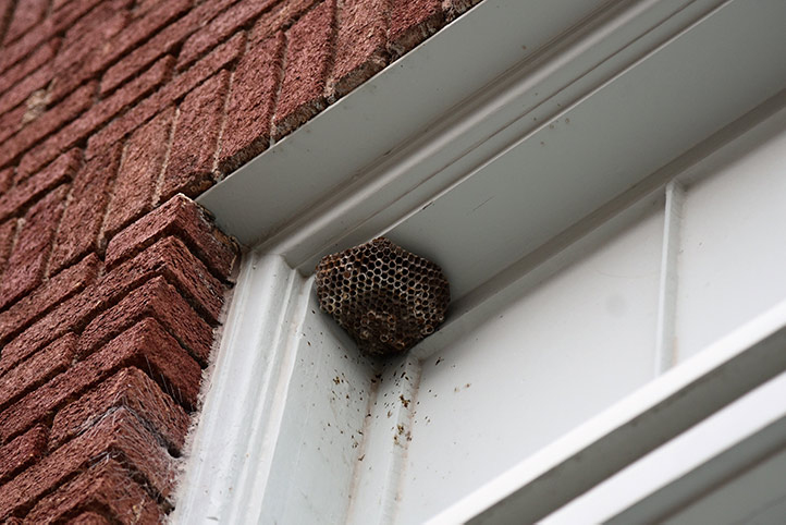 We provide a wasp nest removal service for domestic and commercial properties in Canning Town.